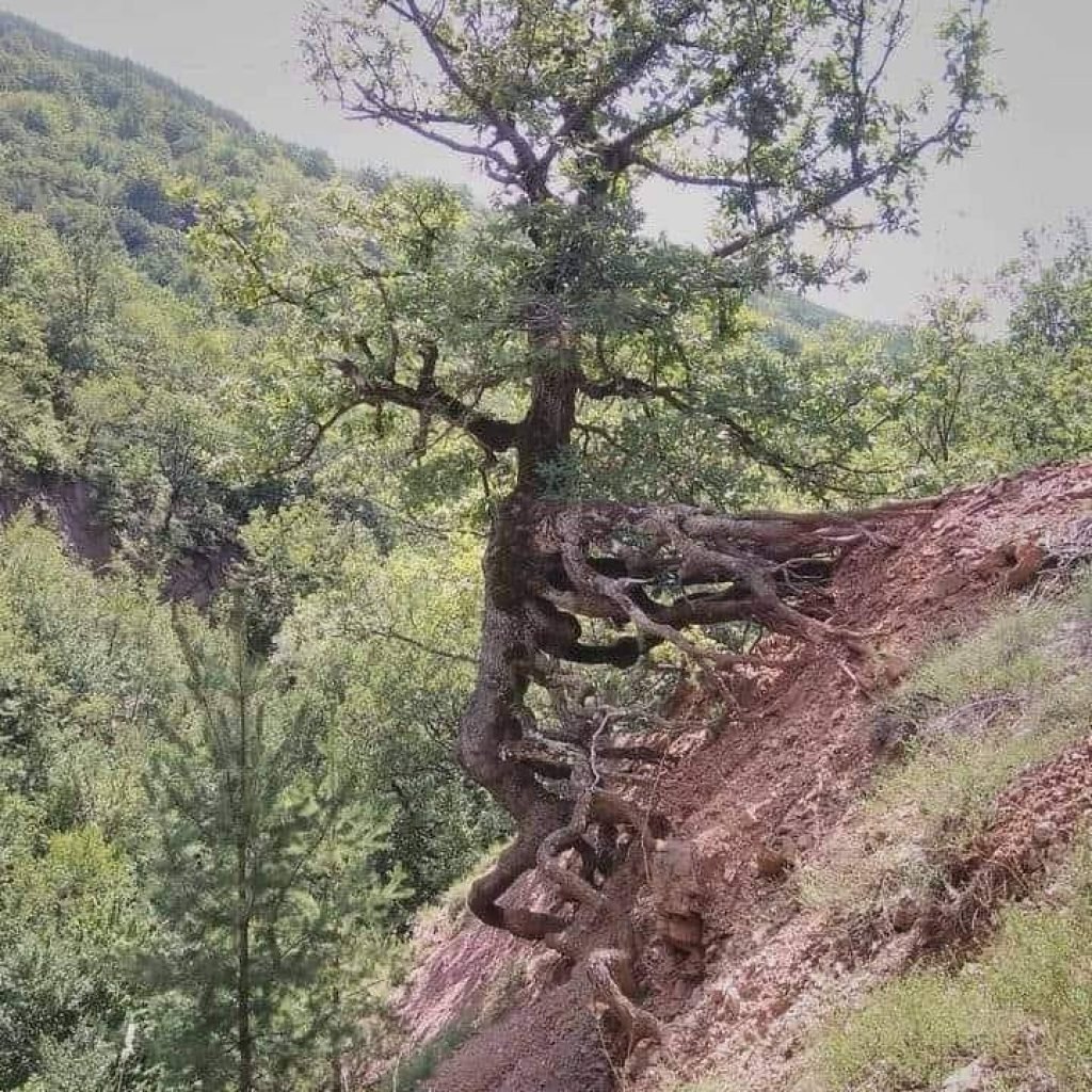 El Árbol que no se rinde