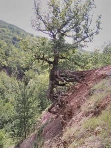 El Árbol que no se rinde